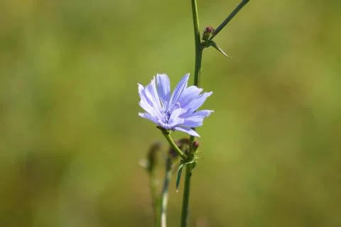 Common chicory in bloom closeup view with green blurred background Stock-Fotos