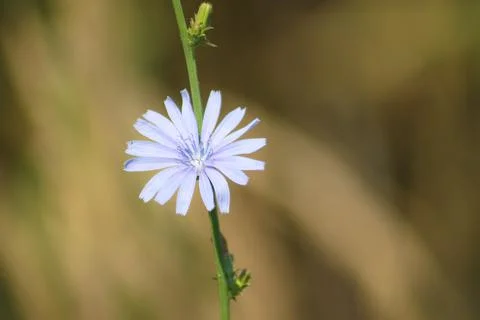 Common chicory in bloom closeup view with blurred background Stock Photos