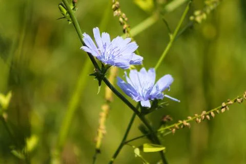 Common chicory in bloom closeup view with vivid blurred green plants on backg Stock-Fotos