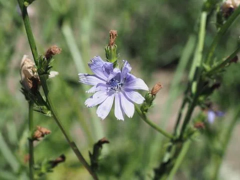 Common chicory blue flower scient. name Cichorium intybus Foto stock