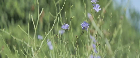 Common chicory blue flowers in the field 5.7K scope video Stock Footage 313319835