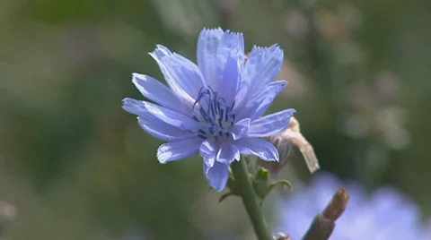 Common chicory, Cichorium intybus Stock Footage 34123470