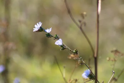 Common chicory closeup view with blurred background Foto stock