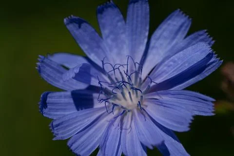 A common chicory flower Stock-Fotos