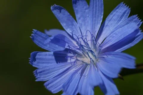 A common chicory flower Stock Photos