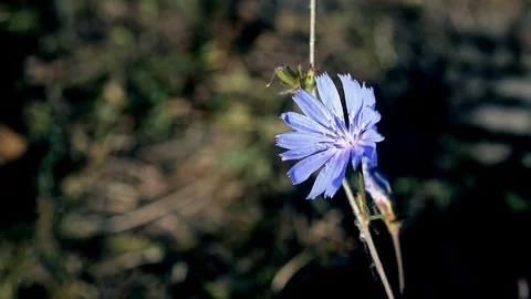 Common chicory flower in summer Stock-Footage 71064203