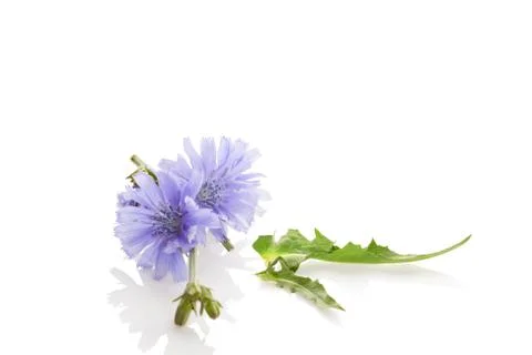 Common chicory flowers. Stock Photos