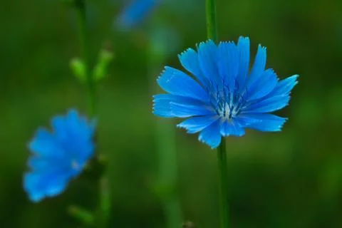 Common chicory on green background Stock Photos
