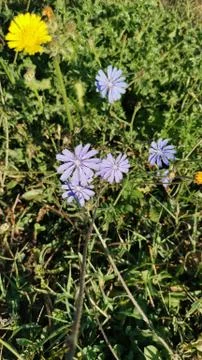 Common Chicory Stock Photos