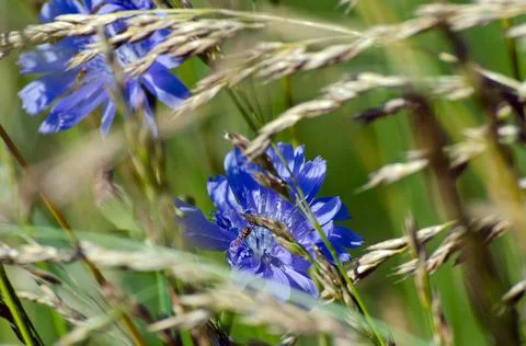 Common chicory Stock Photos