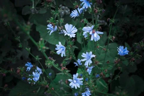 Common chicory Stock Photos