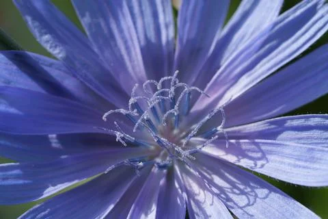 Common chicory 写真素材