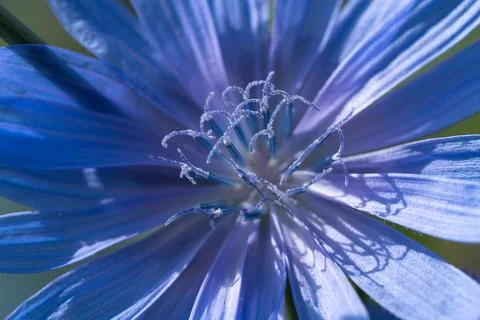 Common chicory Stock-Fotos