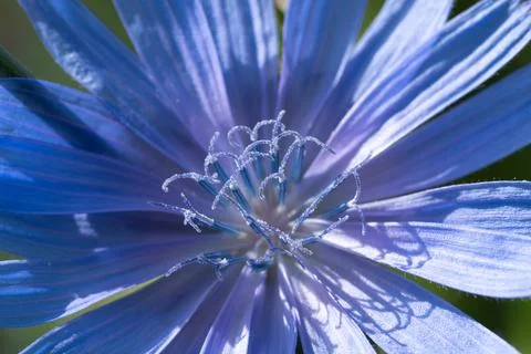 Common chicory 스톡 사진