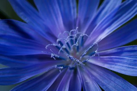Common chicory Фото