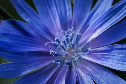 Common chicory Stock Photos