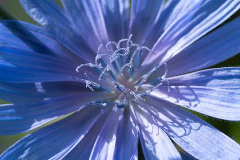 Common chicory 写真素材