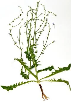 Common chicory plant. Tutorial. Herbarium. Foto stock