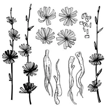 Common chicory  set. Vector   illustration. Stock Illustration