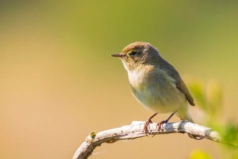 Common chiffchaff bird Phylloscopus collybita Stock Photos