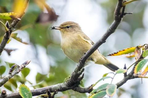 Common chiffchaff bird Phylloscopus collybita Stock Photos