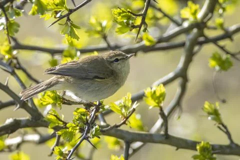 Common chiffchaff bird Phylloscopus collybita Stock Photos