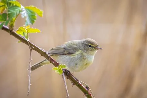 Common chiffchaff bird Phylloscopus collybita Stock Photos