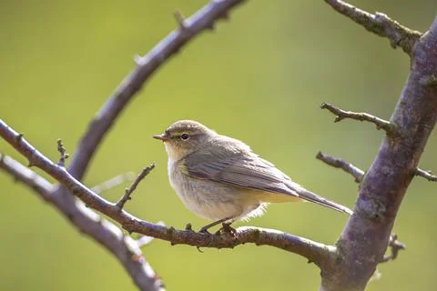 Common chiffchaff bird Phylloscopus collybita Stock Photos