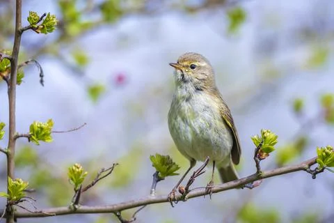 Common chiffchaff bird Phylloscopus collybita Stock Photos