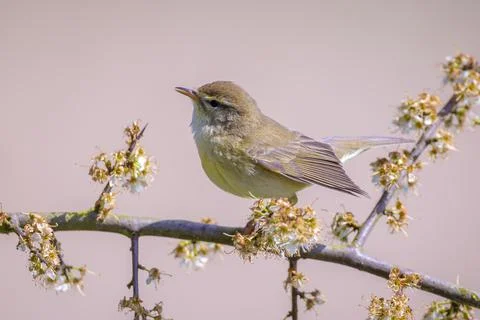 Common chiffchaff bird Phylloscopus collybita Stock Photos