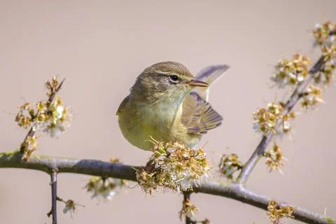 Common chiffchaff bird Phylloscopus collybita Stock Photos