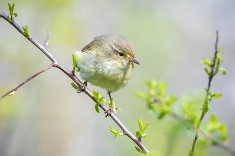 Common chiffchaff bird Phylloscopus collybita Stock Photos