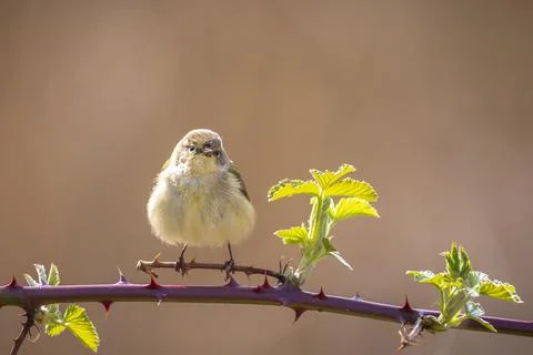 Common chiffchaff bird Phylloscopus collybita Stock Photos