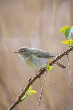 Common chiffchaff bird Phylloscopus collybita Stock Photos