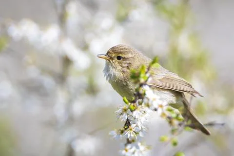 Common chiffchaff bird Phylloscopus collybita Stock Photos