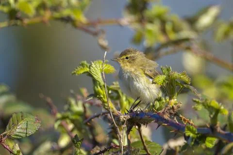 Common chiffchaff bird Phylloscopus collybita Stock Photos