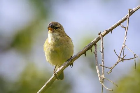 Common chiffchaff bird Phylloscopus collybita Stock Photos