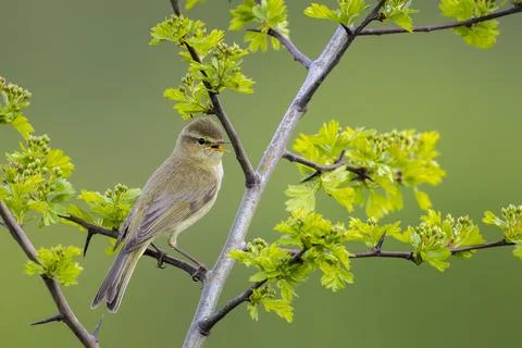 Common chiffchaff bird Phylloscopus collybita Stock Photos