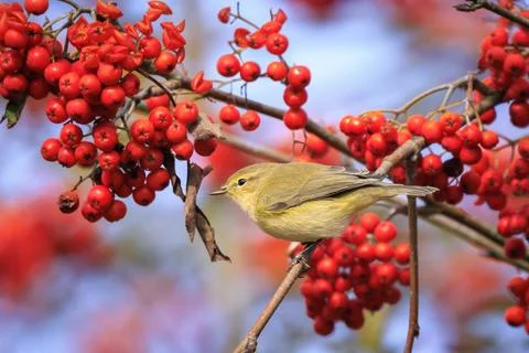 Common chiffchaff bird Phylloscopus collybita foraging red berries Stock Photos