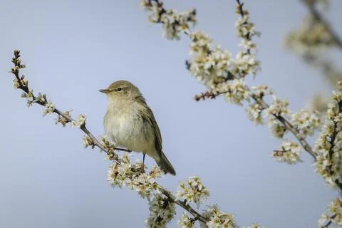Common chiffchaff bird Phylloscopus collybita singing in flowers during Spr.. Stock Photos