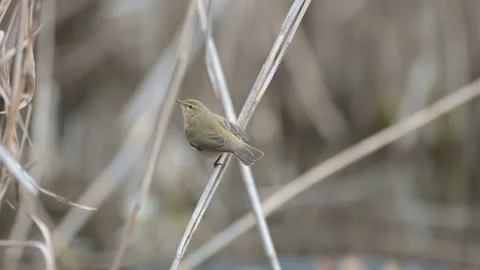 Common Chiffchaff on cane, phylloscopus collybita. In the wild Stock Footage 197336244