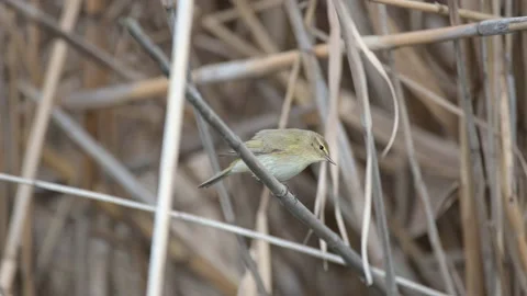 Common Chiffchaff on cane, phylloscopus collybita. In the wild Vídeo Stock 239373752
