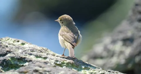 Common chiffchaff close up Stock Footage 160502818