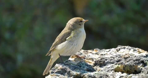 Common chiffchaff close up Stock Footage 160503139