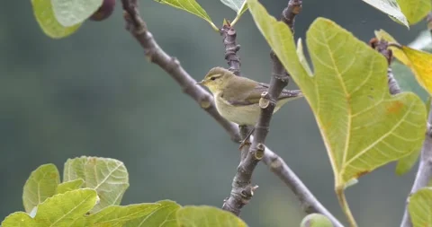 Common Chiffchaff Stock Footage 332069737