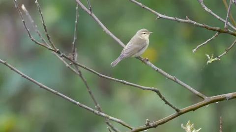 Common Chiffchaff Stock Footage 332300761
