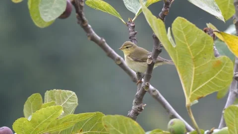 Common Chiffchaff Stock Footage 332490974