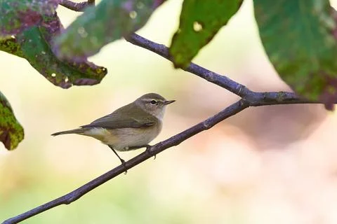 Common chiffchaff ,Leaf warbler (Phylloscopus collybita) Bird close-up Stock Photos