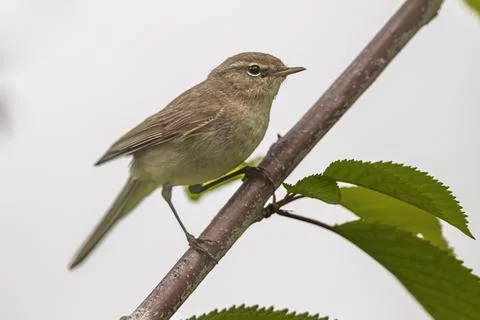 Common chiffchaff perched on branch Stock Photos