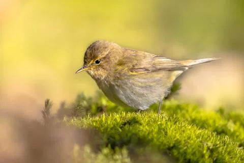 Common chiffchaff perched on moss Stock Photos